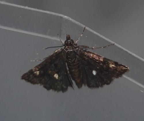 Réf. 61 887 : Heliothela wulfeniana