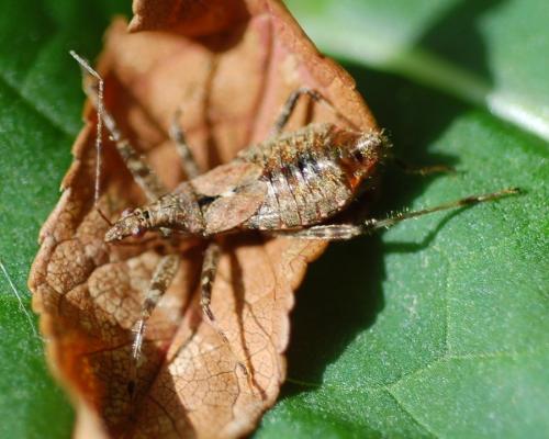 Himacerus apterus
