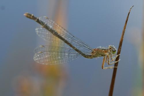Ischnura elegans