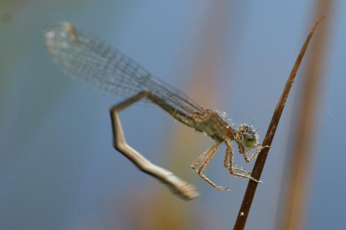 Ischnura elegans