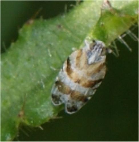 Tachycixius sp.