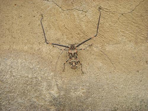 Réf. 61 112 : Acrocinus longimanus