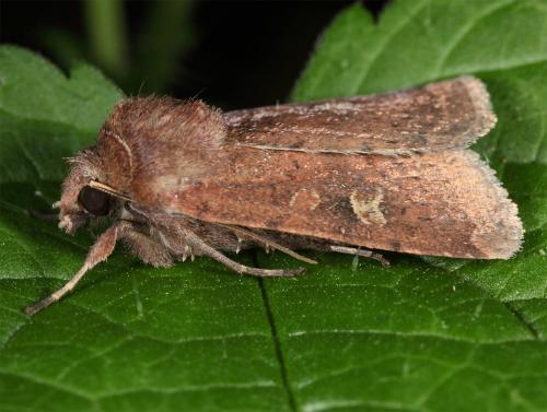 Xestia xanthographa