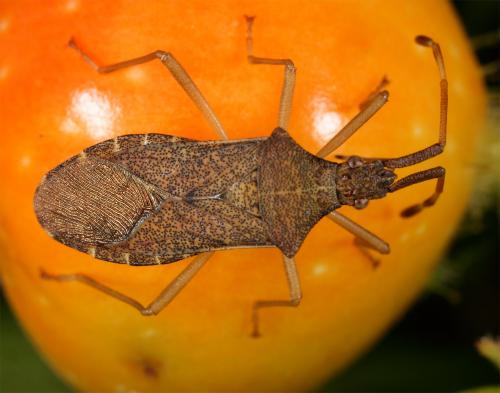 Gonocerus acuteangulatus
