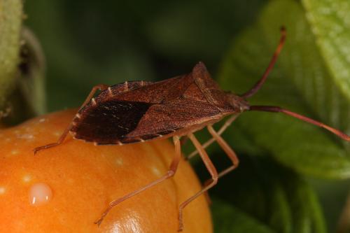 Gonocerus acuteangulatus