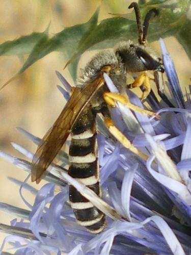 Halictus sp.