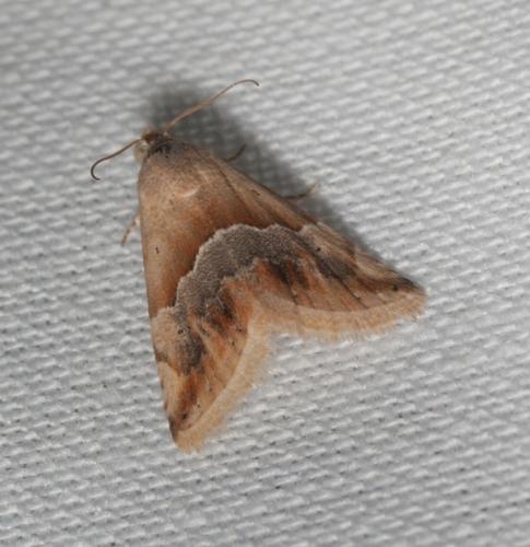 Réf. 61 953 : Eublemma parva
