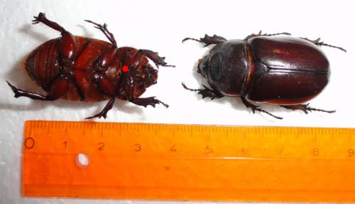 Oryctes nasicornis