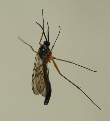 Réf. 61 254 : Platyura marginata