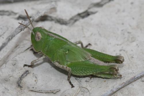 Aiolopus sp.