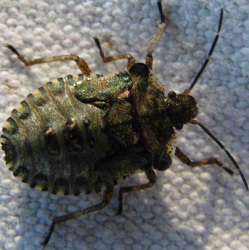 Pentatoma rufipes