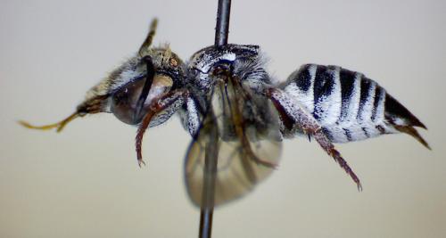 Réf. 61 050 : Coelioxys brevis