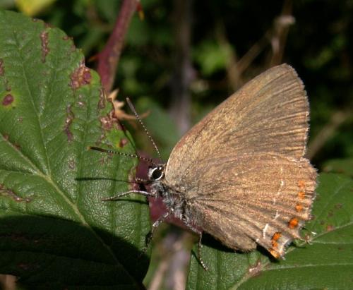Satyrium esculi