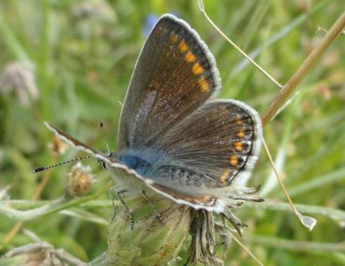 Polyommatus icarus