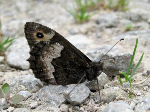 Réf. 61 411 : Hipparchia sp.