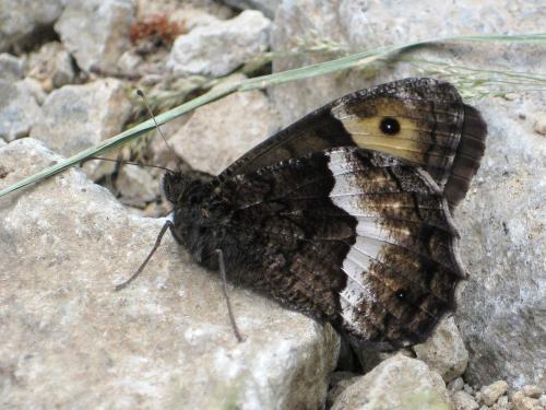 Réf. 61 439 : Hipparchia sp.