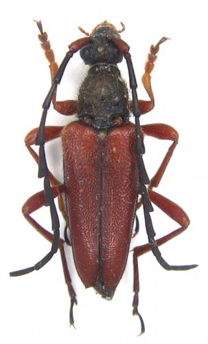 Réf. 61 677 : Stictoleptura trisignata