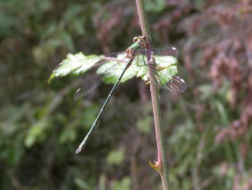Chalcolestes viridis