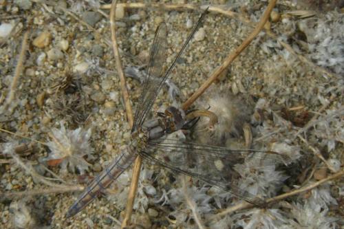 Orthetrum brunneum