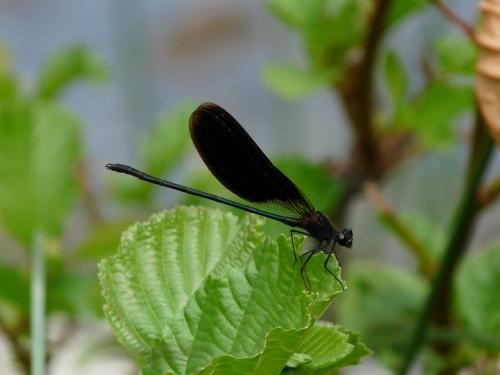Calopteryx haemorrhoidalis