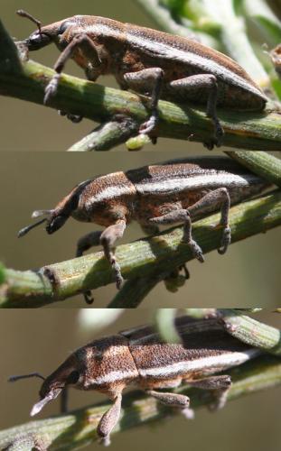 Réf. 61 450 : Lixoglyptus spartii