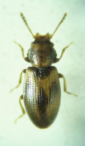 Lissodema lituratum
