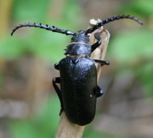 Prionus coriarius