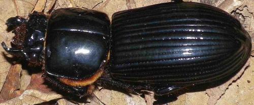 Réf. 61 544 : Pertinax convexus