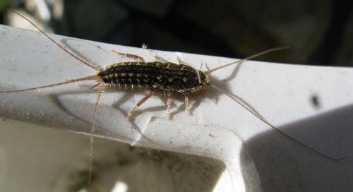 Ctenolepisma lineata