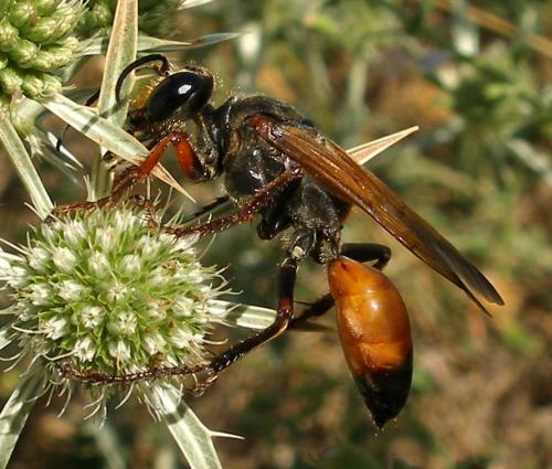Sphex flavipennis