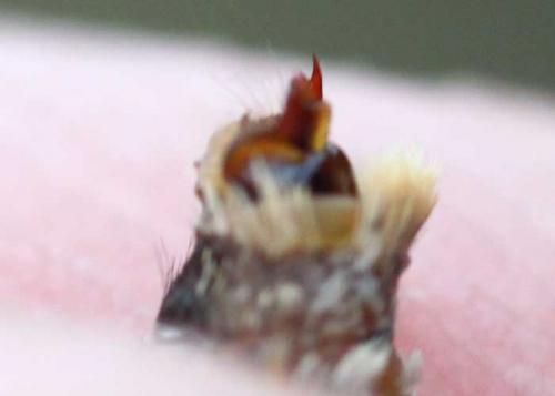 Melitaea deione