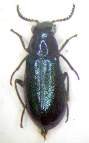 Hadrocnemus sp.