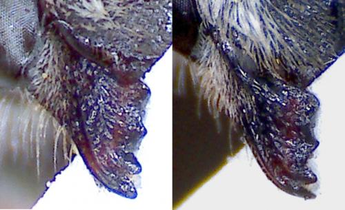 Megachile leachella