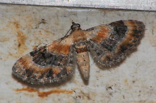 Réf. 61 637 : Eupithecia linariata