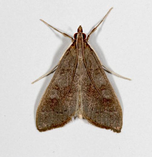 Réf. 61 857 : Mecyna asinalis