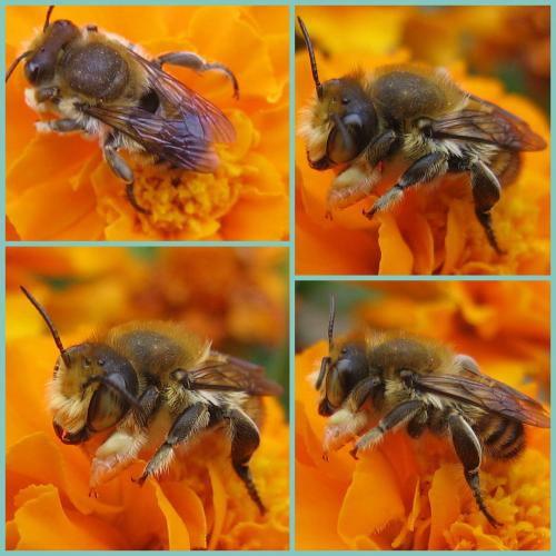 Réf. 61 563 : Megachile maritima