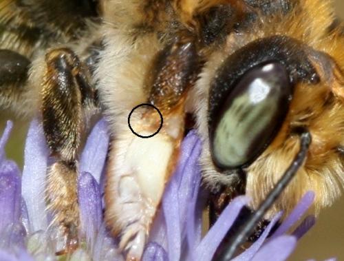 Megachile maritima