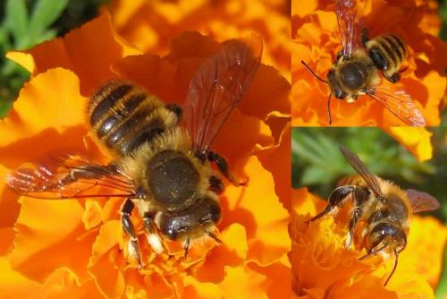 Megachile sp.