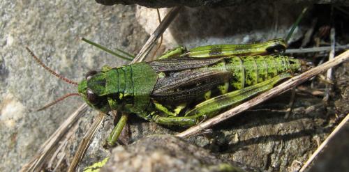 Bohemanella frigida frigida