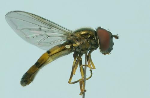 Melanostoma mellinum