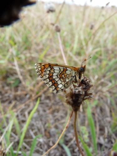Melitaea parthenoides
