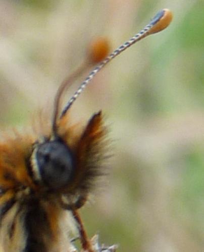 Melitaea parthenoides