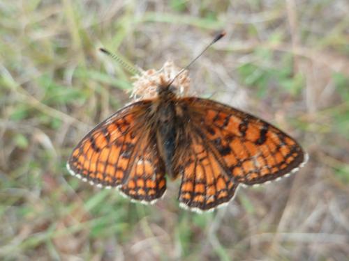 Melitaea parthenoides