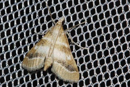 Metasia suppandalis