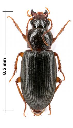 Ophonus sp.