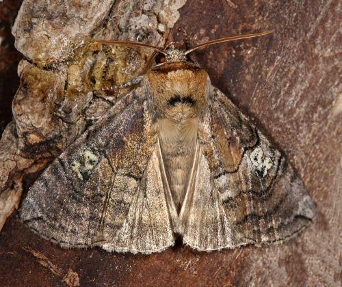 Réf. 61 424 : Tethea ocularis