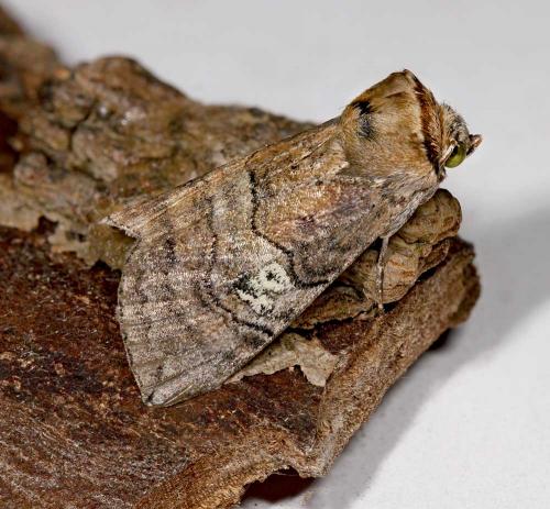 Réf. 61 425 : Tethea ocularis