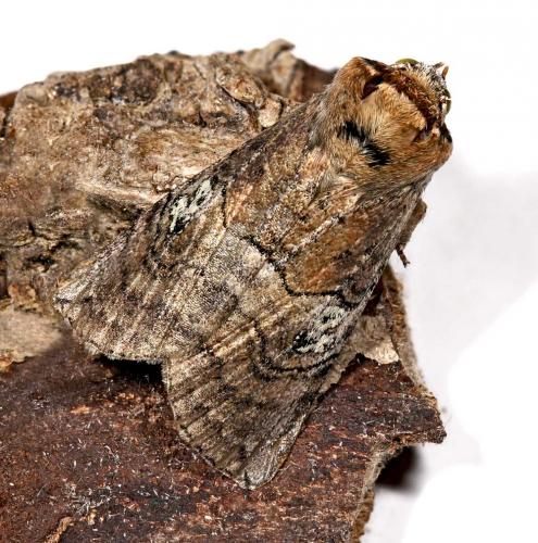 Réf. 61 426 : Tethea ocularis