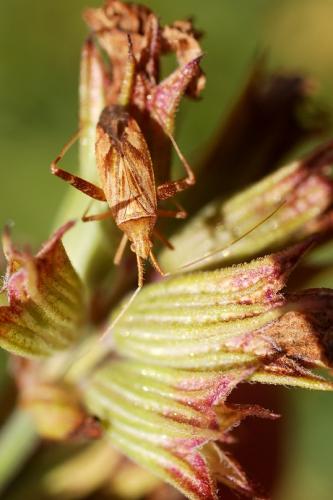 Réf. 61 321 : Phytocoris sp.