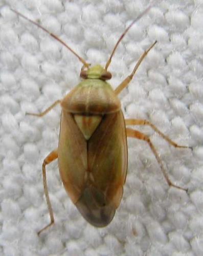 Lygus sp.